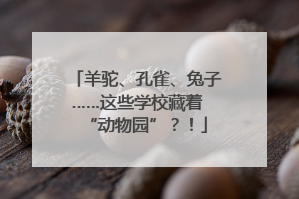 羊驼、孔雀、兔子……这些学校藏着 “动物园”？！